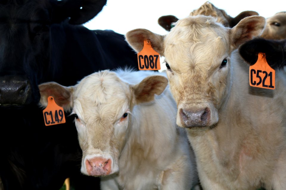 CATTLE