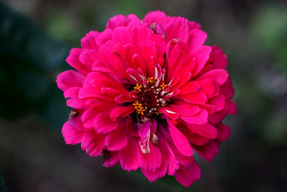 Dahlia