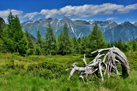 Old trunks and young trees
