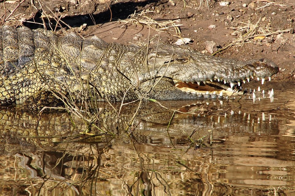 River tooth dangerous