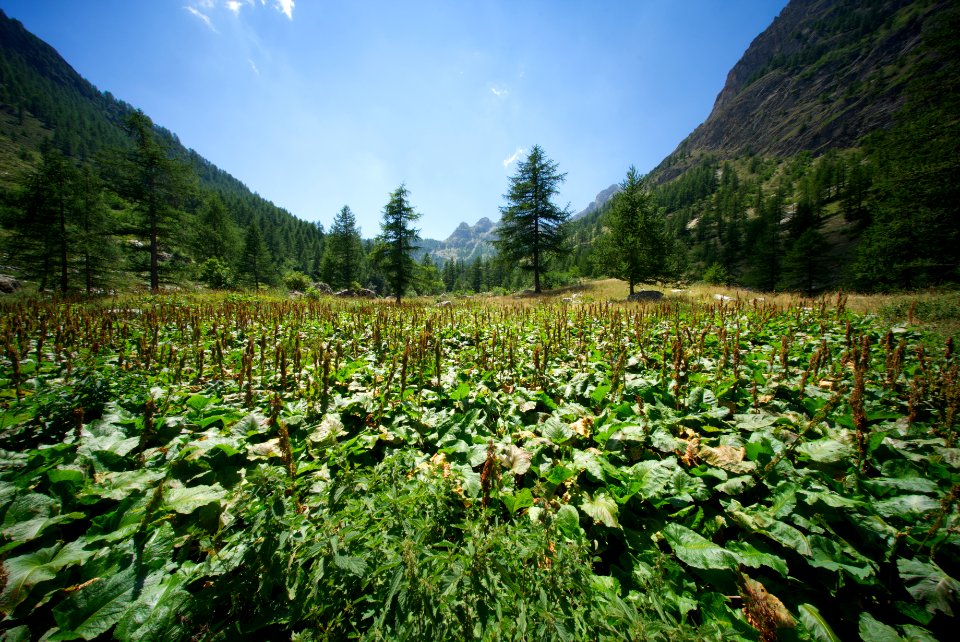 Maira Valley scene.