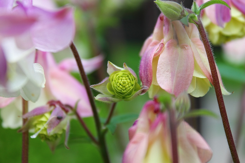 Vulgaris garden nature