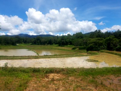 Reisfelder photo