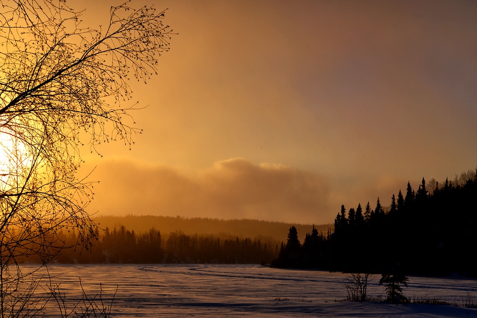 Twilight evening trees