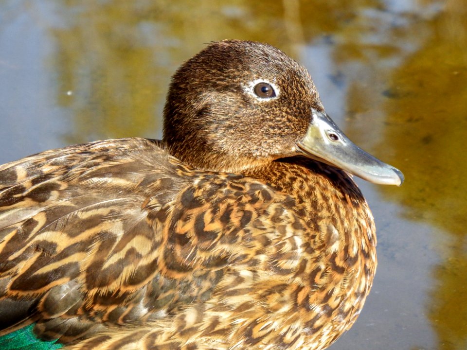 A juvenile Laysan duck (Anas laysanensis) sits in the sun