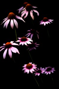 Low Key Cone Flowers