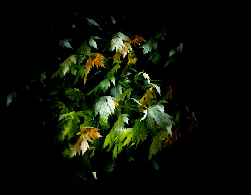 Low Key Leaves in a Storm