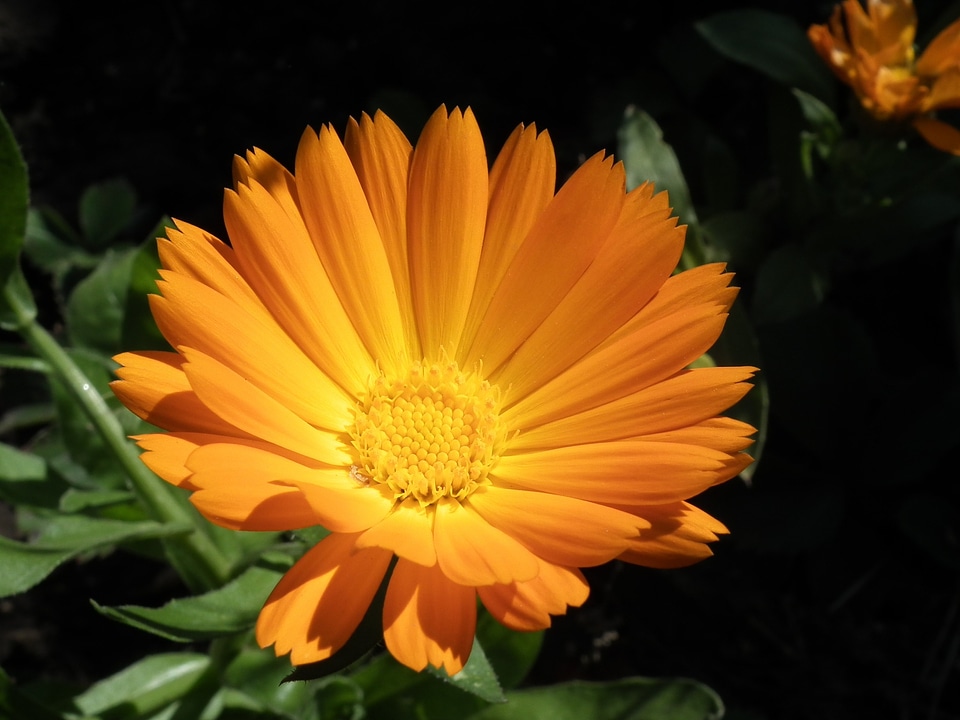 Bright garden flower summer