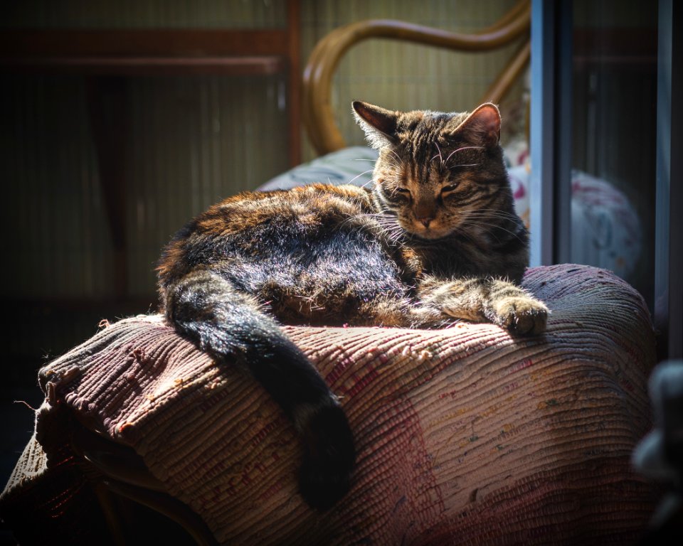 Nuki before falling asleep...