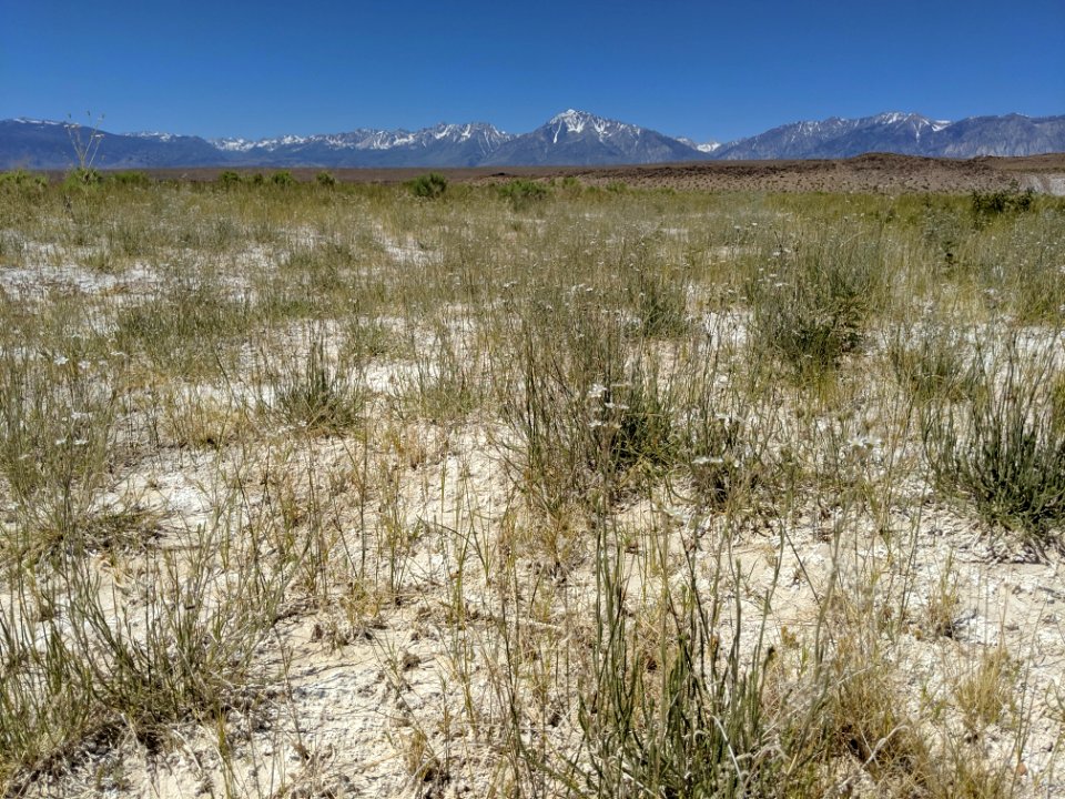 Salty forblands by Fish Creek north of Bishop, dominated by Ivesia kingii at this time of year
