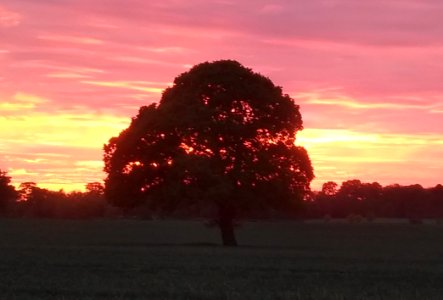 Oak tree Kirk Hammerton photo