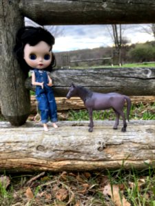 Walking along the Riding Trails
