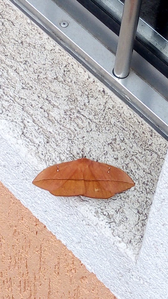 Mariposa Camuflagem de Folha de cor Laranja