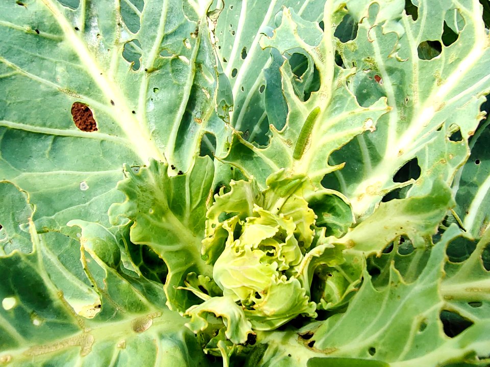 Diamondback moth larvae in cabbage.