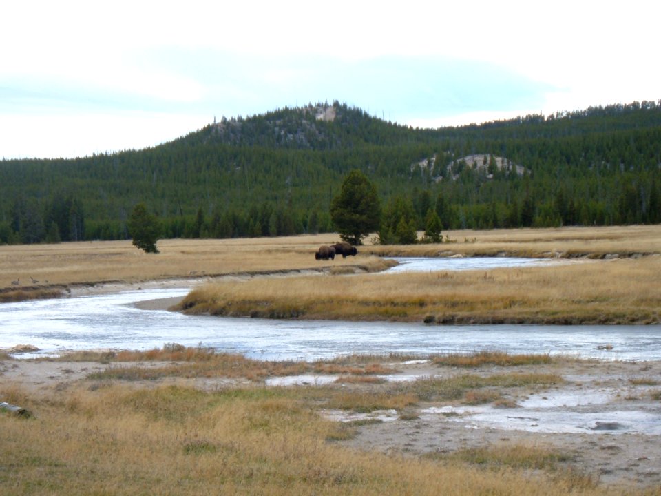 Bison at Yellowstone