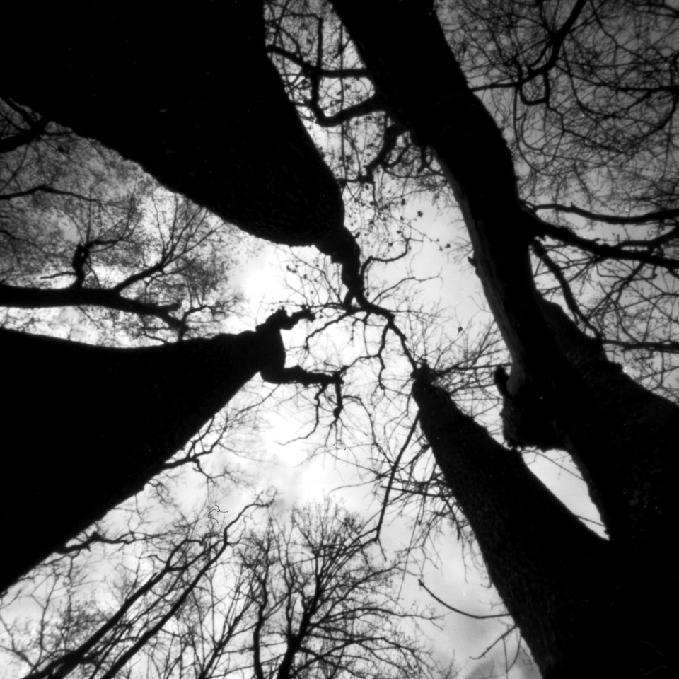 "Feen Wald" - Fairy Wood - Pinhole
