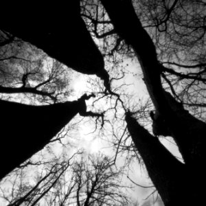 "Feen Wald" - Fairy Wood - Pinhole