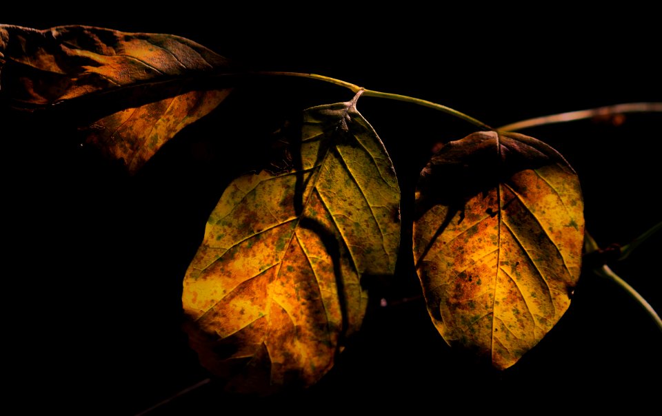 Low Key -Three Leaves