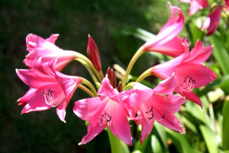 Flor de Novembro
