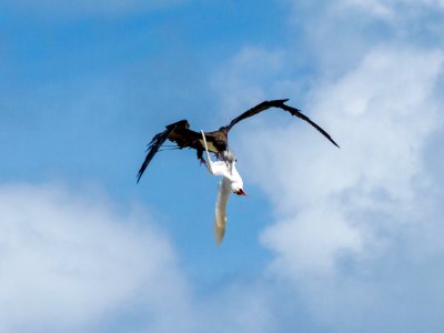A great frigatebird (Fregata minor) attacks a red-tailed tropicbird (Phaethon rubricauda) mid-flight in an attempt to steal its food photo