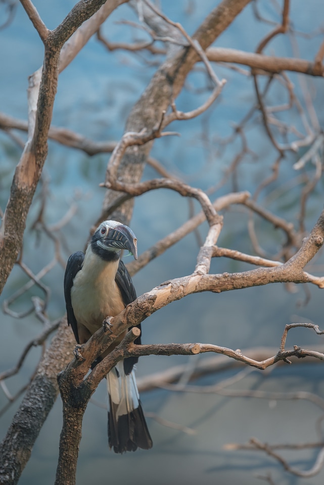 Animal world plumage bill
