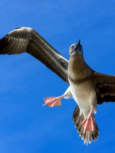 A juvenile red-footed booby (Sula sula) in flight photo