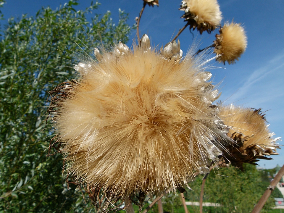 Nature outside close-up