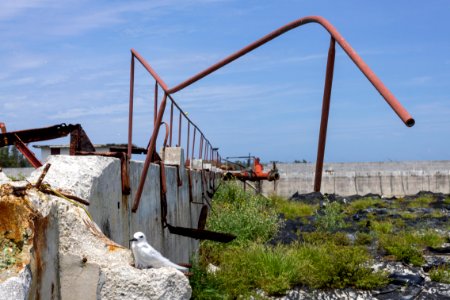 A white tern (Gygis alba) incubates its egg next to "R2," an old water treatment area that has been repurposed as a lead paint abatement enclosure for contaminated soil