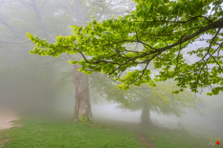 Il mistero della nebbia