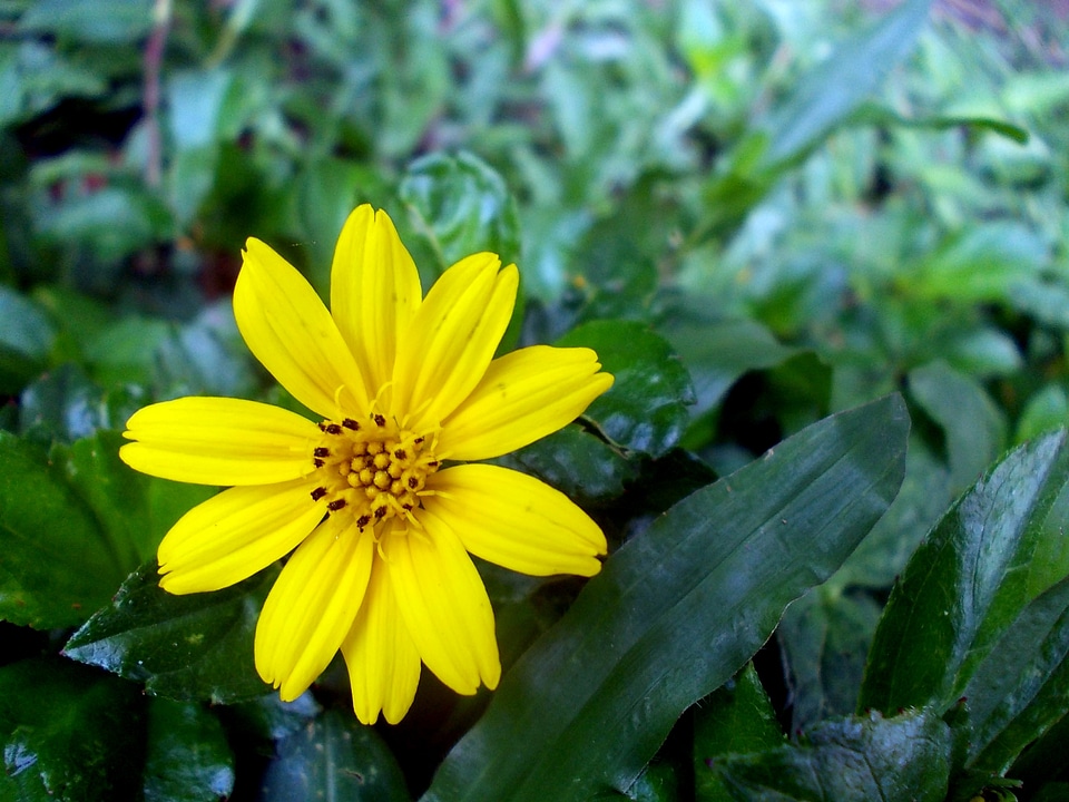 Floral plant natural