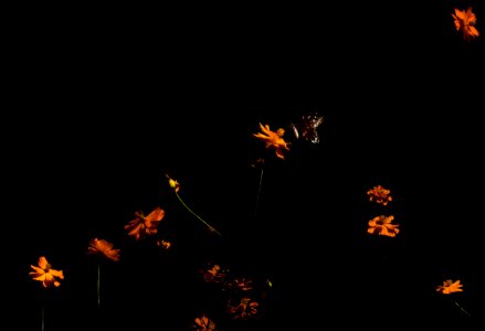 Low Key Orange Wildflowers with Butterfly