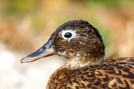 Close-up of an adult female Laysan duck (Anas laysanensis) photo