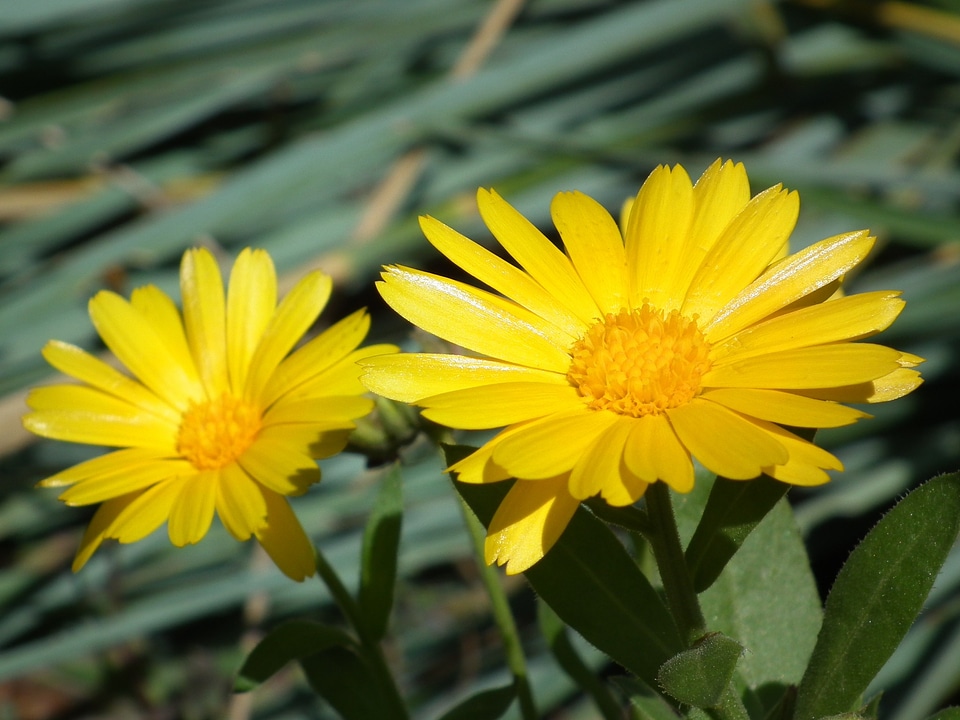 Bright garden flower summer