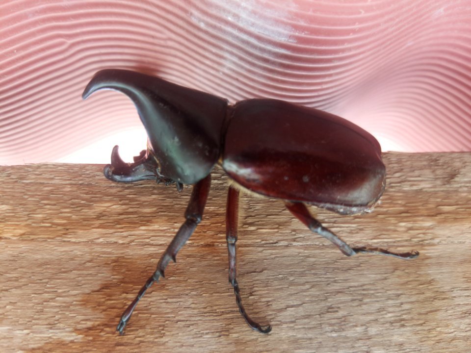 Käfer