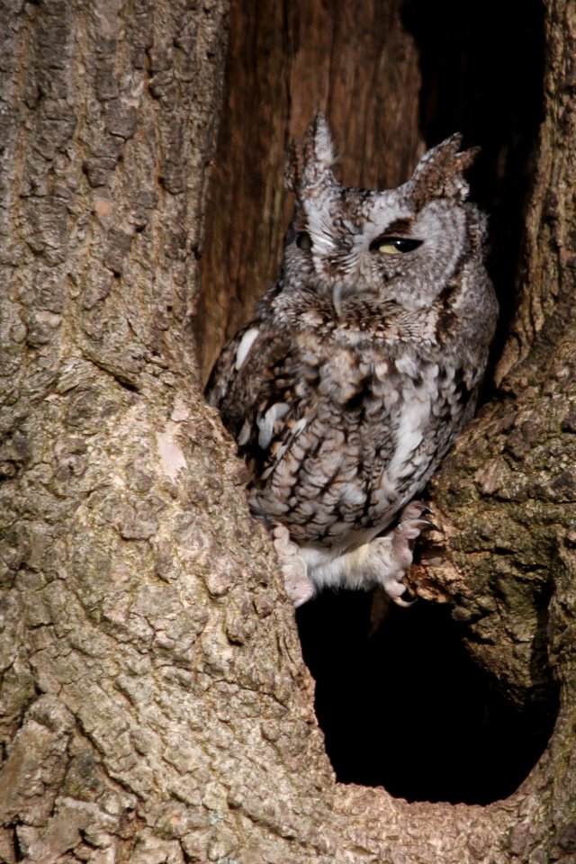 Eastern Screech Owl's stink eye