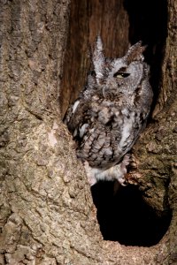 Eastern Screech Owl's stink eye photo