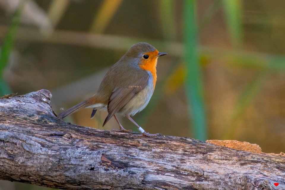 Robin il simpaticone