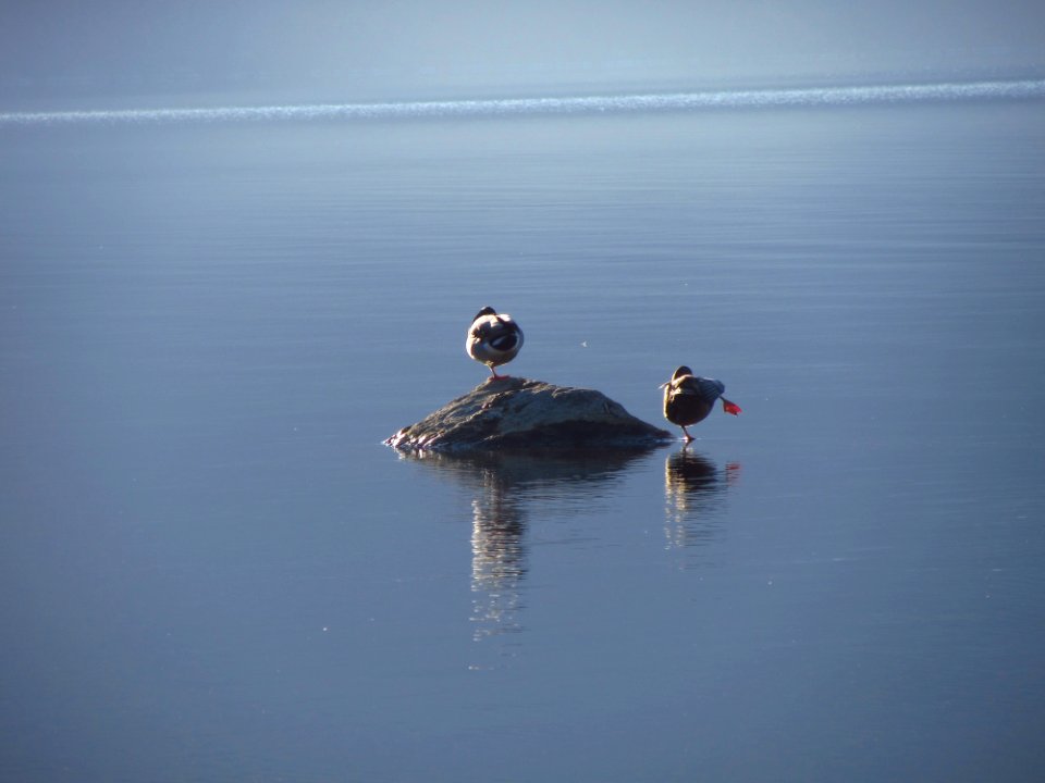 A moment of rest on the lake