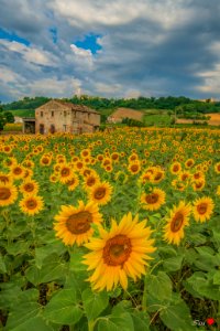 Buongiorno con tanti Girasoli