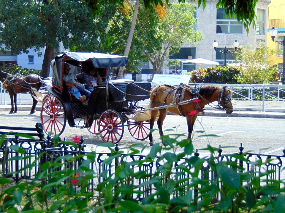 Havana. Hardworking
