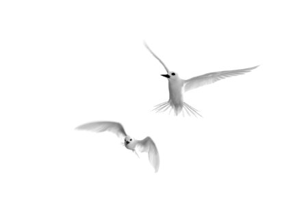 Two white terns (Gygis alba) check me out