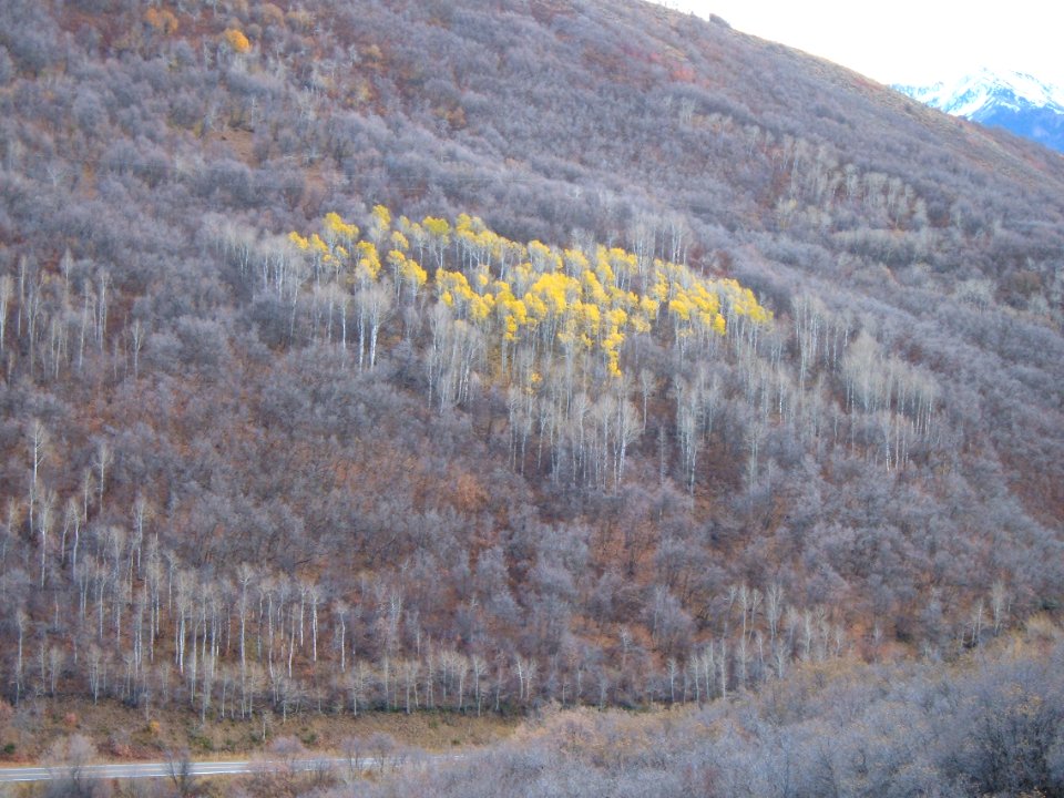 Aspen tree grove in autumn