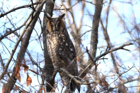 Long-eared Owl
