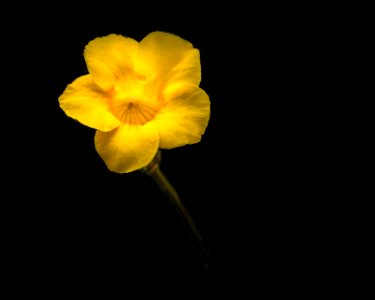 Low Key Yellow Flower