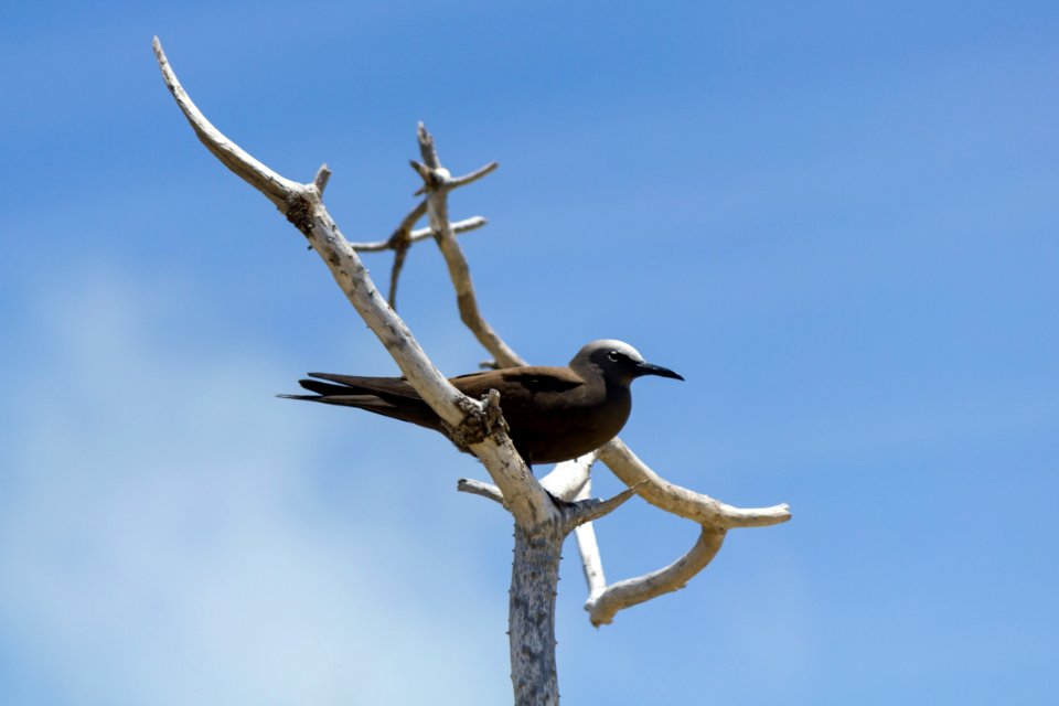 A brown noddy (Anous stolidus) sits in a dead branch