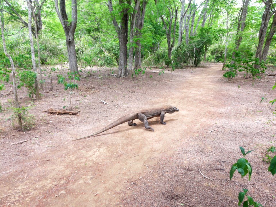Komodowaran