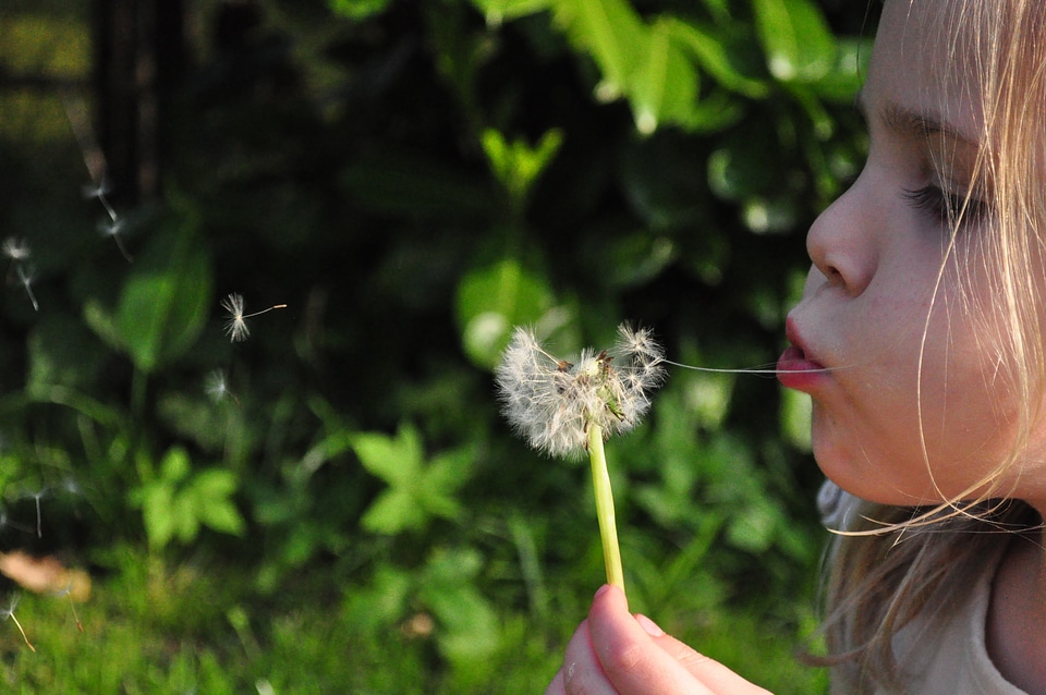 Blowing flower wind