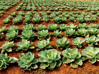 Diamondback moth larvae in cabbage.