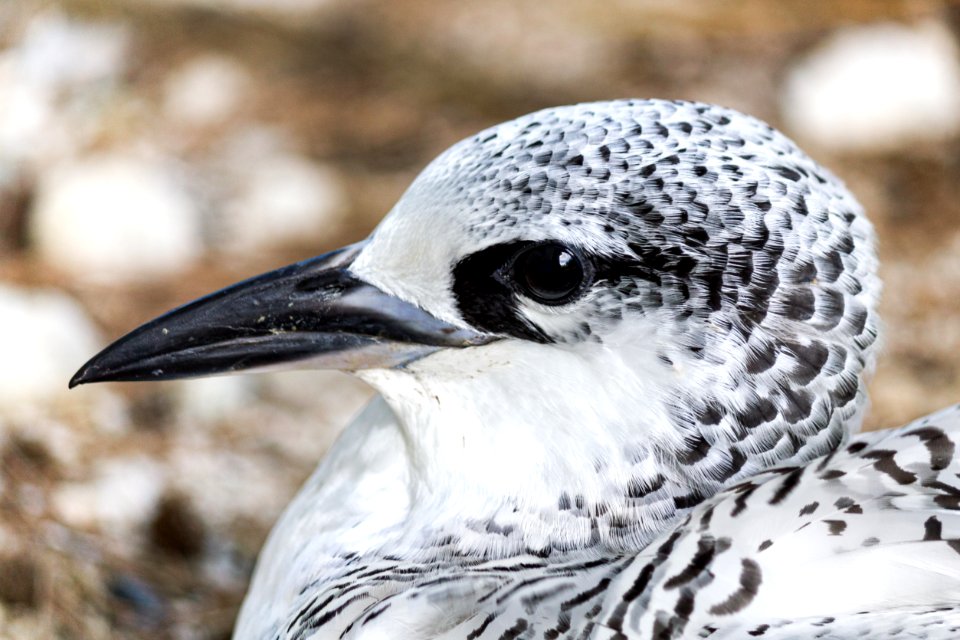 A juvenile red-tailed tropicbird (Phaethon rubricauda)