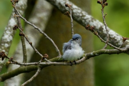 Windblown Blue-gray Gnatcatcher